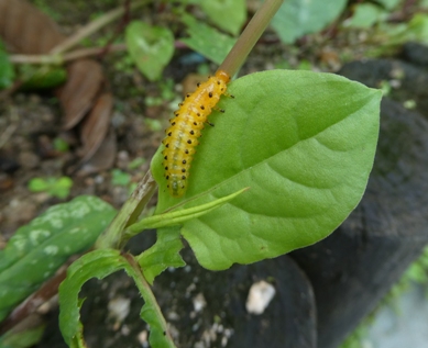 3节叶蜂终龄幼虫在火炭母上