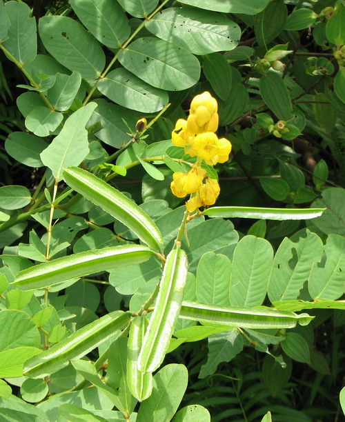 树名 翅荚决明/有翅决明 学名 senna alata(l roxb.